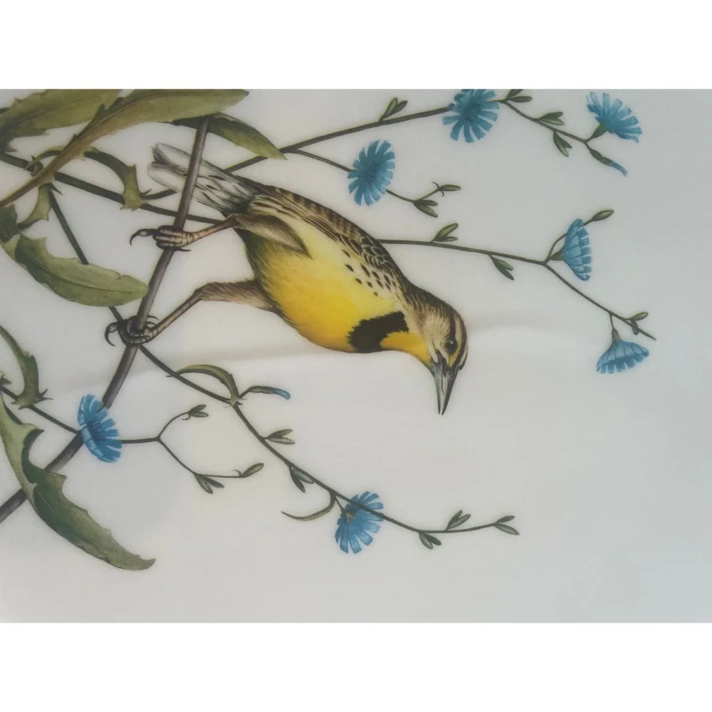 Vintage Roger Tory Peterson Songbird Placemats Set of 6 Nature Bird Art Decor